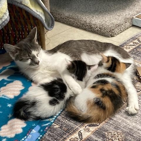 Enlarge Sunshine *, a Adoptable Domestic Short Hair in Douglas, MI image 2/5