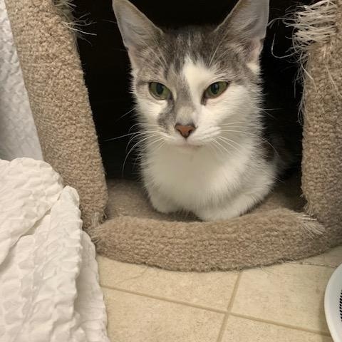 Enlarge Sunshine *, a Adoptable Domestic Short Hair in Douglas, MI image 1/5