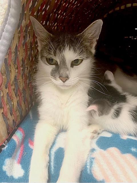 Enlarge Sunshine *, a Adoptable Domestic Short Hair in Douglas, MI image 3/5