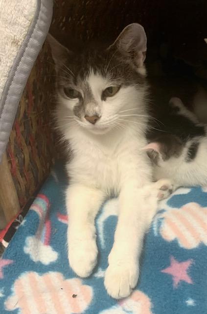 Enlarge Sunshine *, a Adoptable Domestic Short Hair in Douglas, MI image 4/5