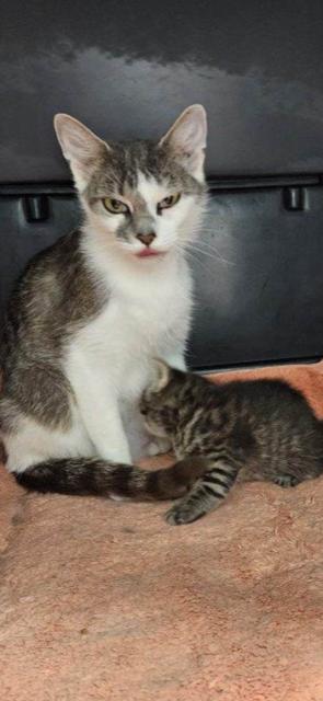 Enlarge Sunshine *, a Adoptable Domestic Short Hair in Douglas, MI image 5/5