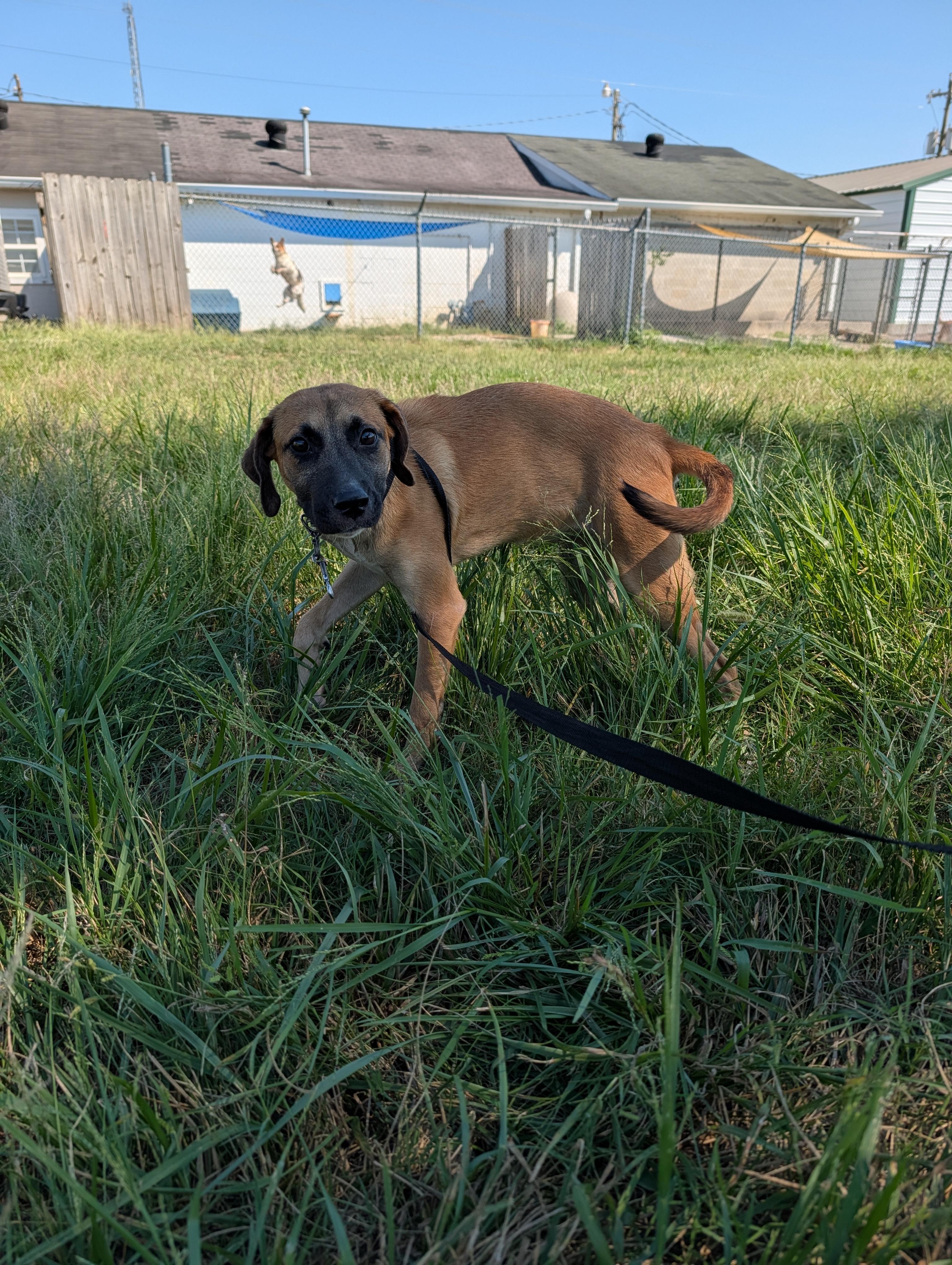 Enlarge Athena, a Adoptable mixed breed in Lewisburg, TN image 4/5