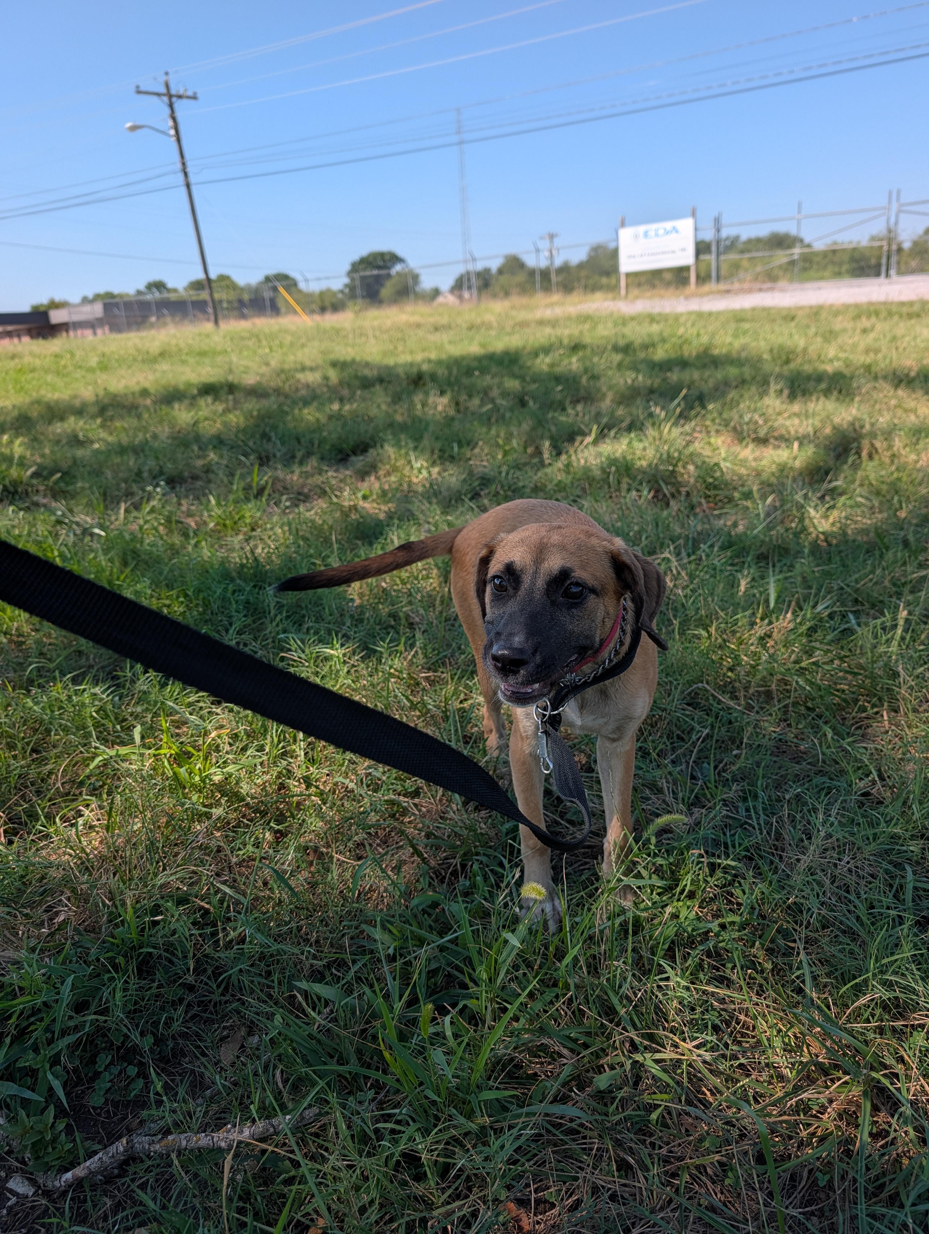 Enlarge Athena, a Adoptable mixed breed in Lewisburg, TN image 5/5