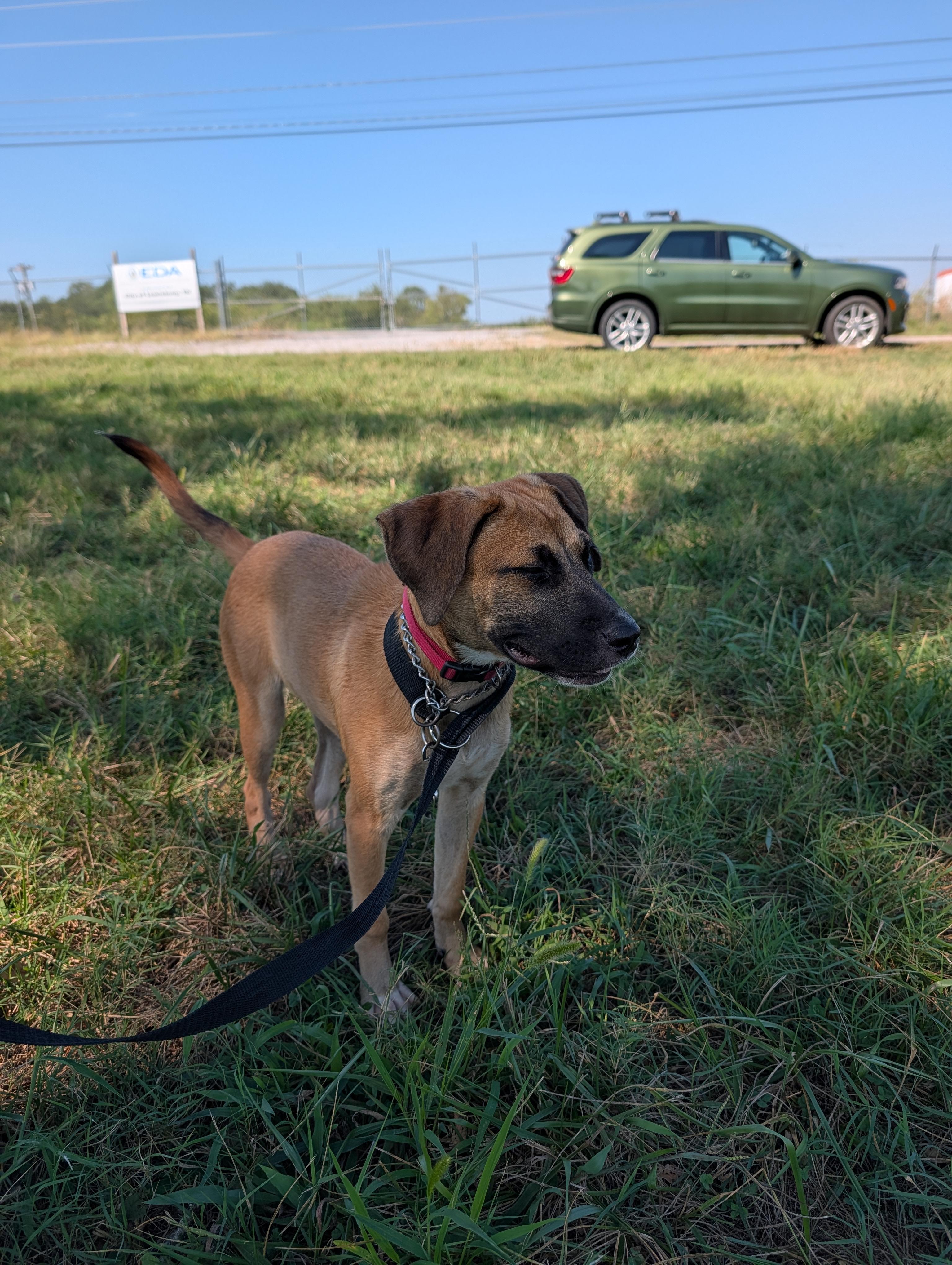 Athena, Adoptable, Puppy Female Rhodesian Ridgeback.