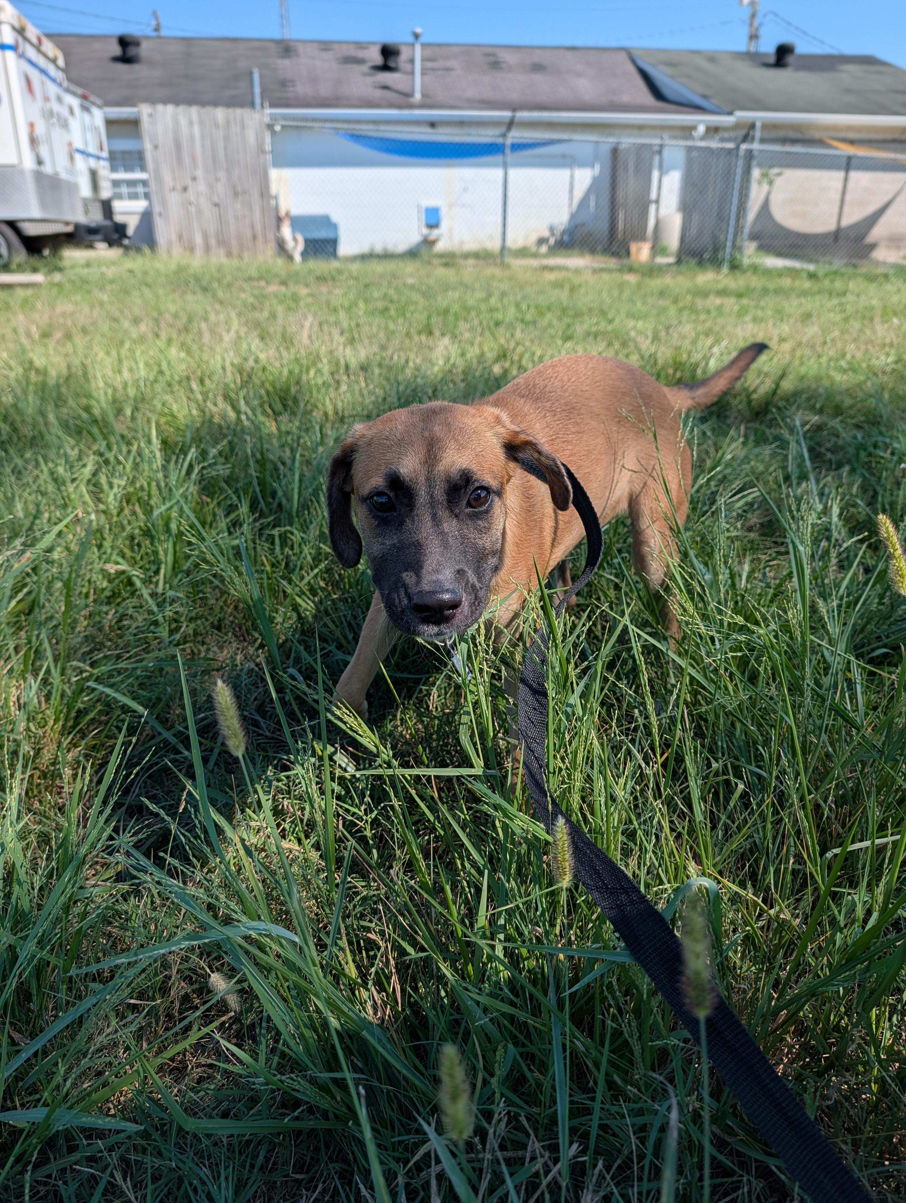 Enlarge Athena, a Adoptable mixed breed in Lewisburg, TN image 3/5