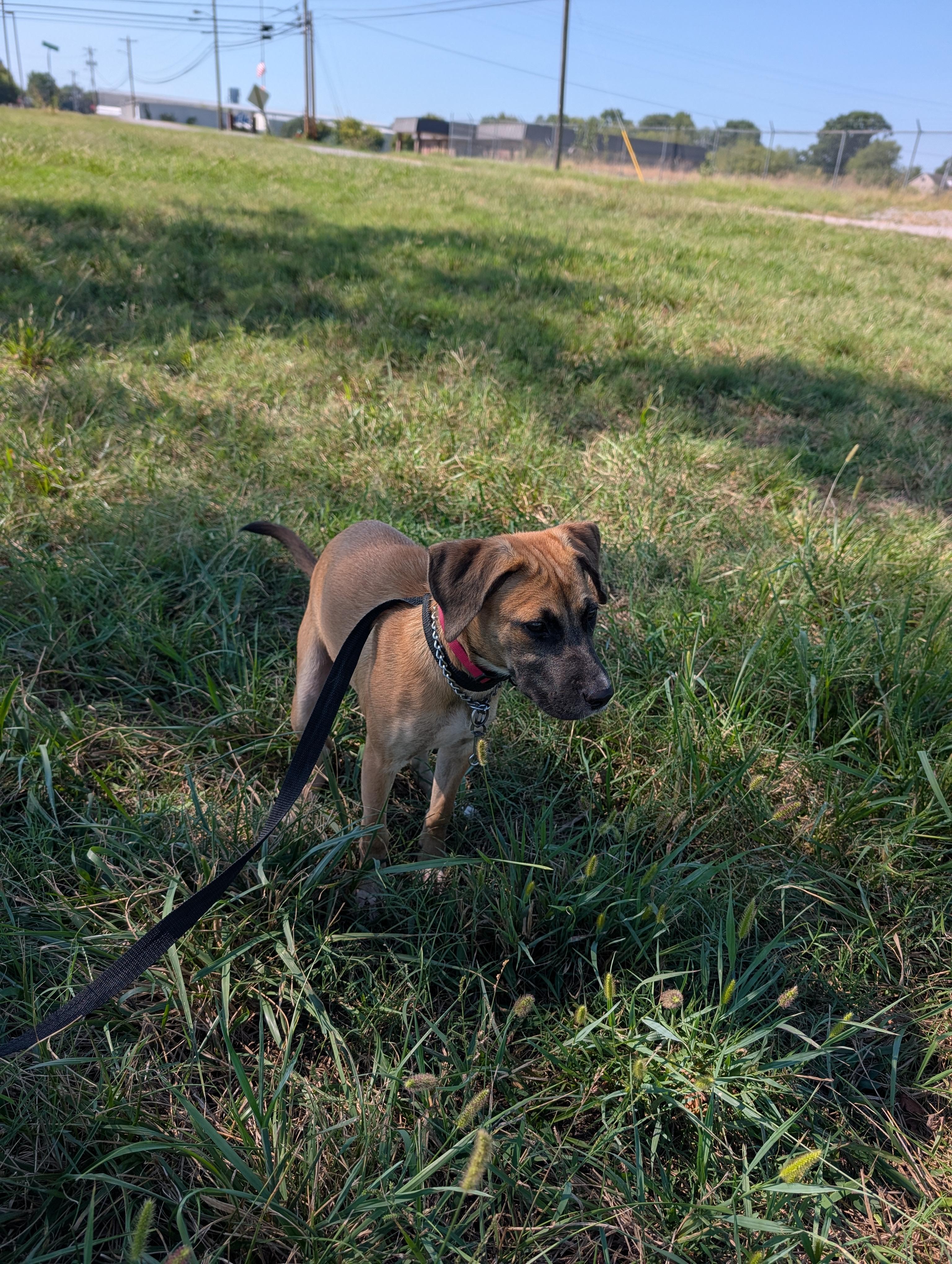 Enlarge Athena, a Adoptable mixed breed in Lewisburg, TN image 2/5
