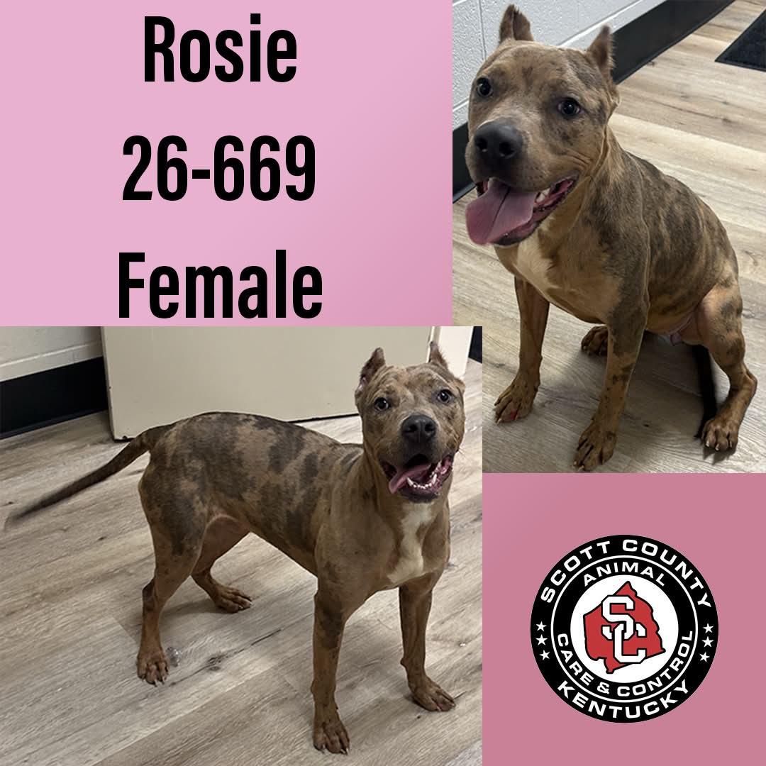 Rosie, Adoptable, Young Female Pit Bull Terrier.