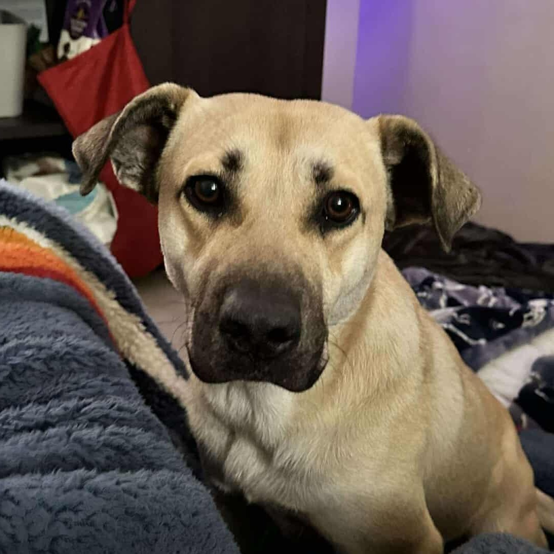 Butters