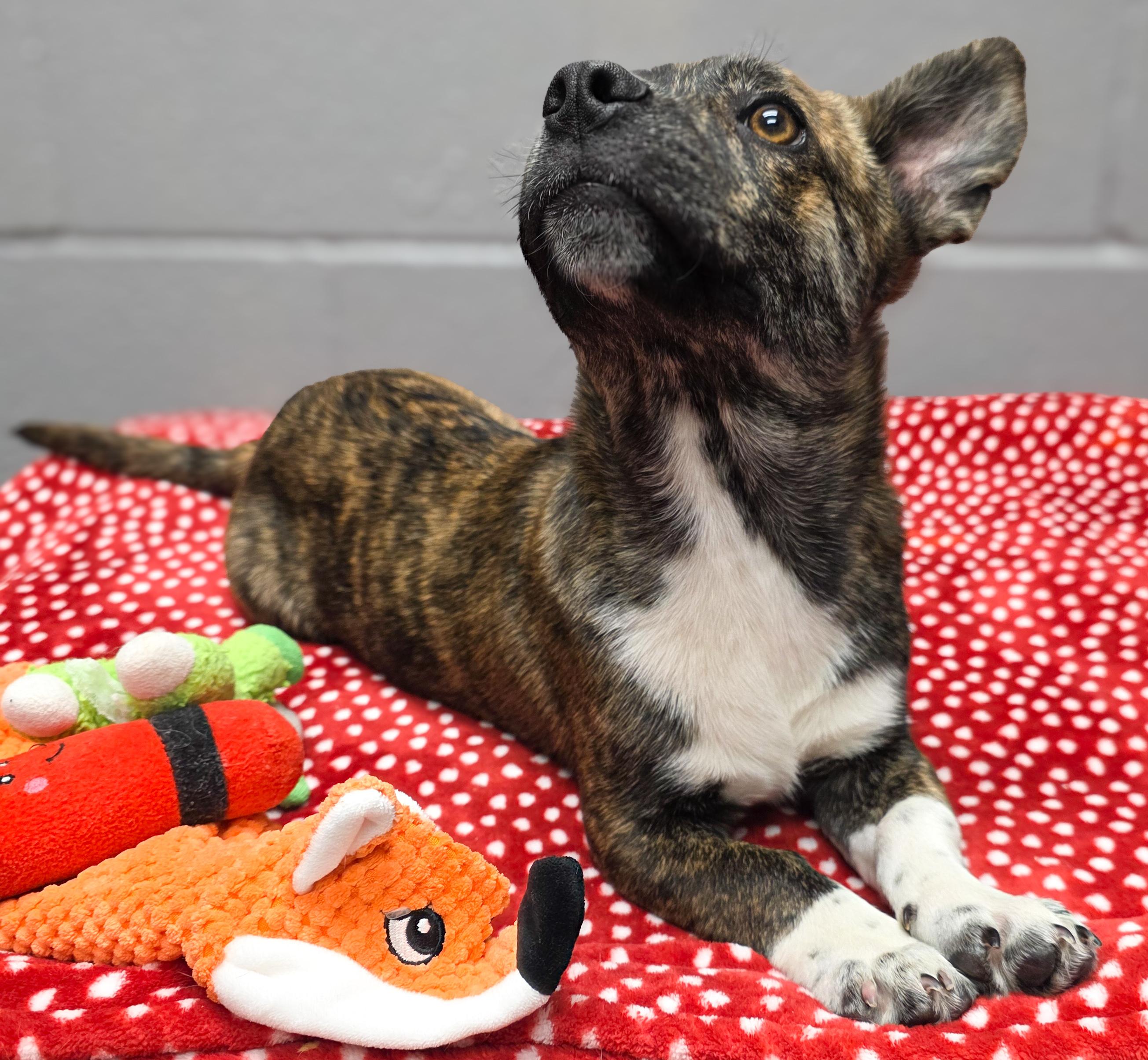 Enlarge George , an adopted mixed breed in Spokane, WA image 4/4