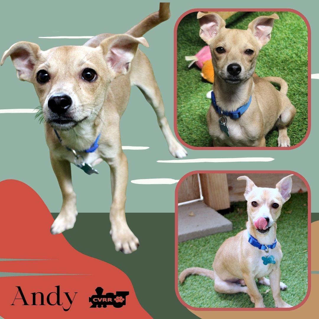 Enlarge Andy, a Adoptable mixed breed in LINDSAY, CA image 1/1