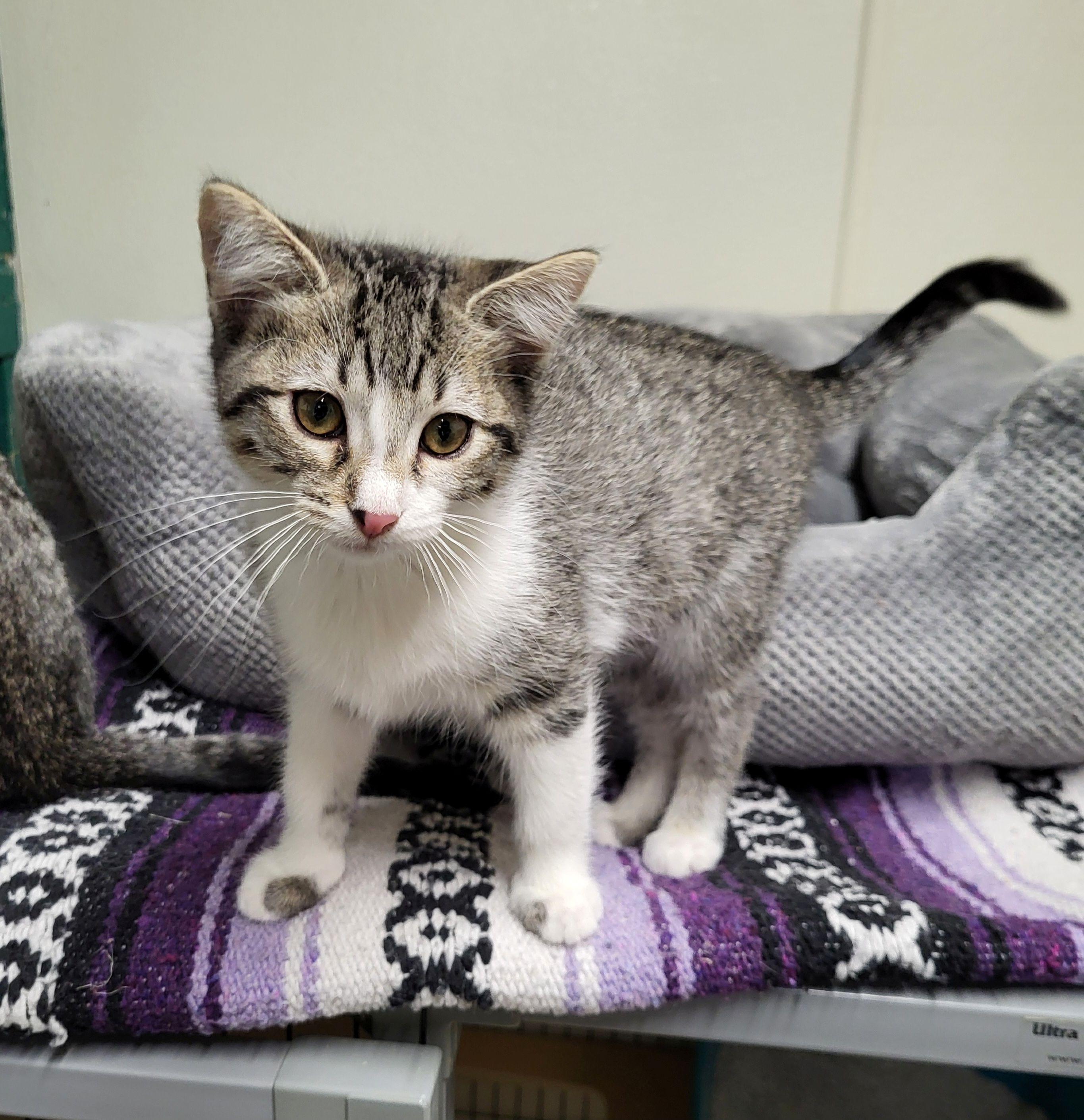 Tilly, Baby Female unknown