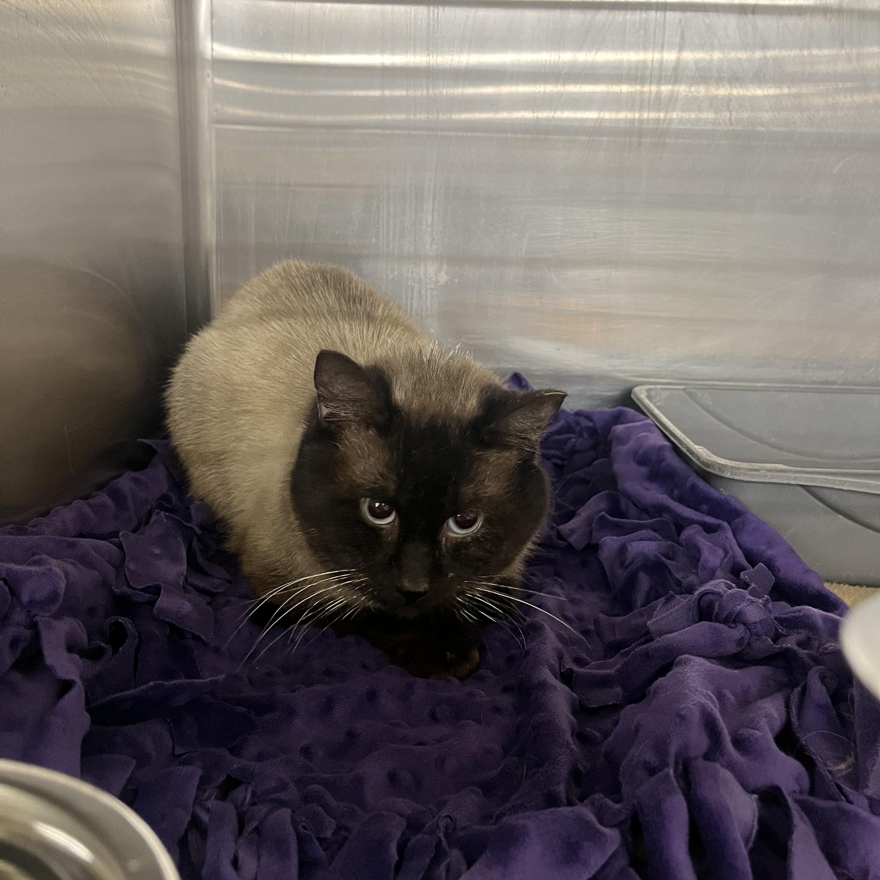 Enlarge Smaug, an adopted Domestic Short Hair in Maple Heights, OH image 4/4