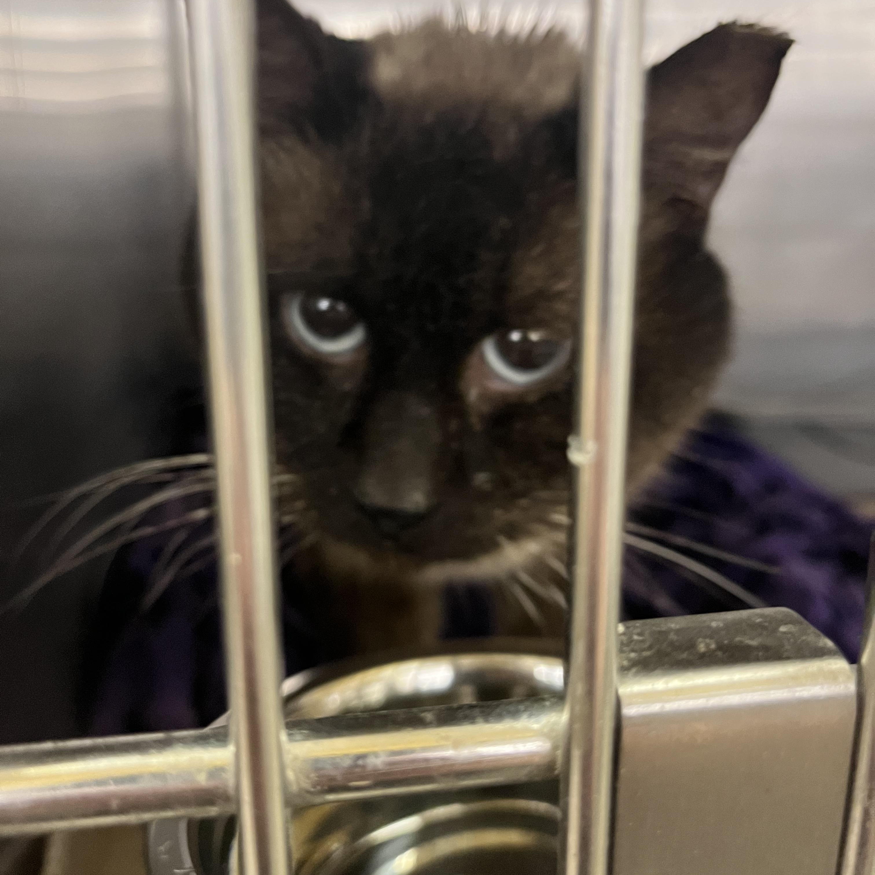 Enlarge Smaug, an adopted Domestic Short Hair in Maple Heights, OH image 2/4