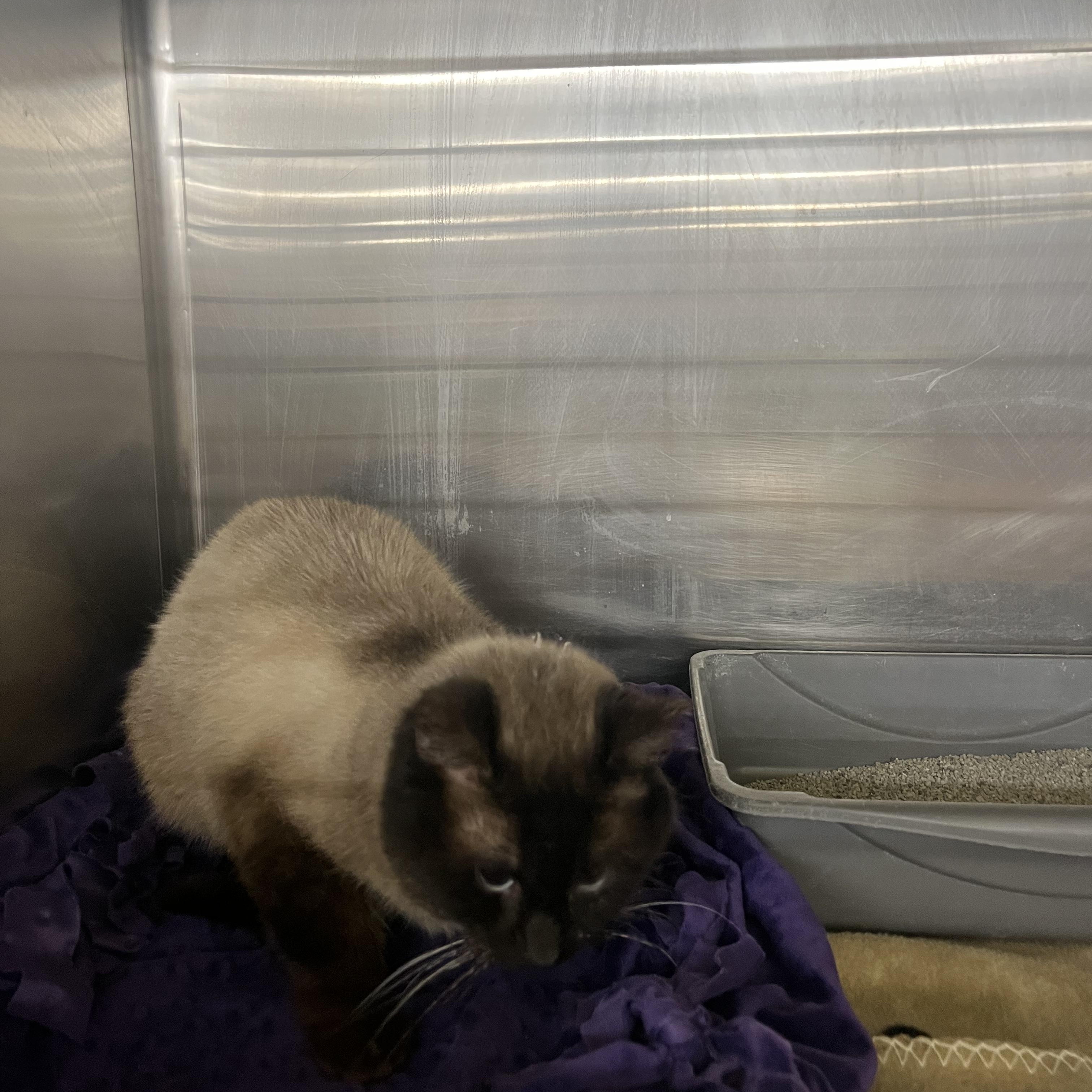 Enlarge Smaug, an adopted Domestic Short Hair in Maple Heights, OH image 3/4