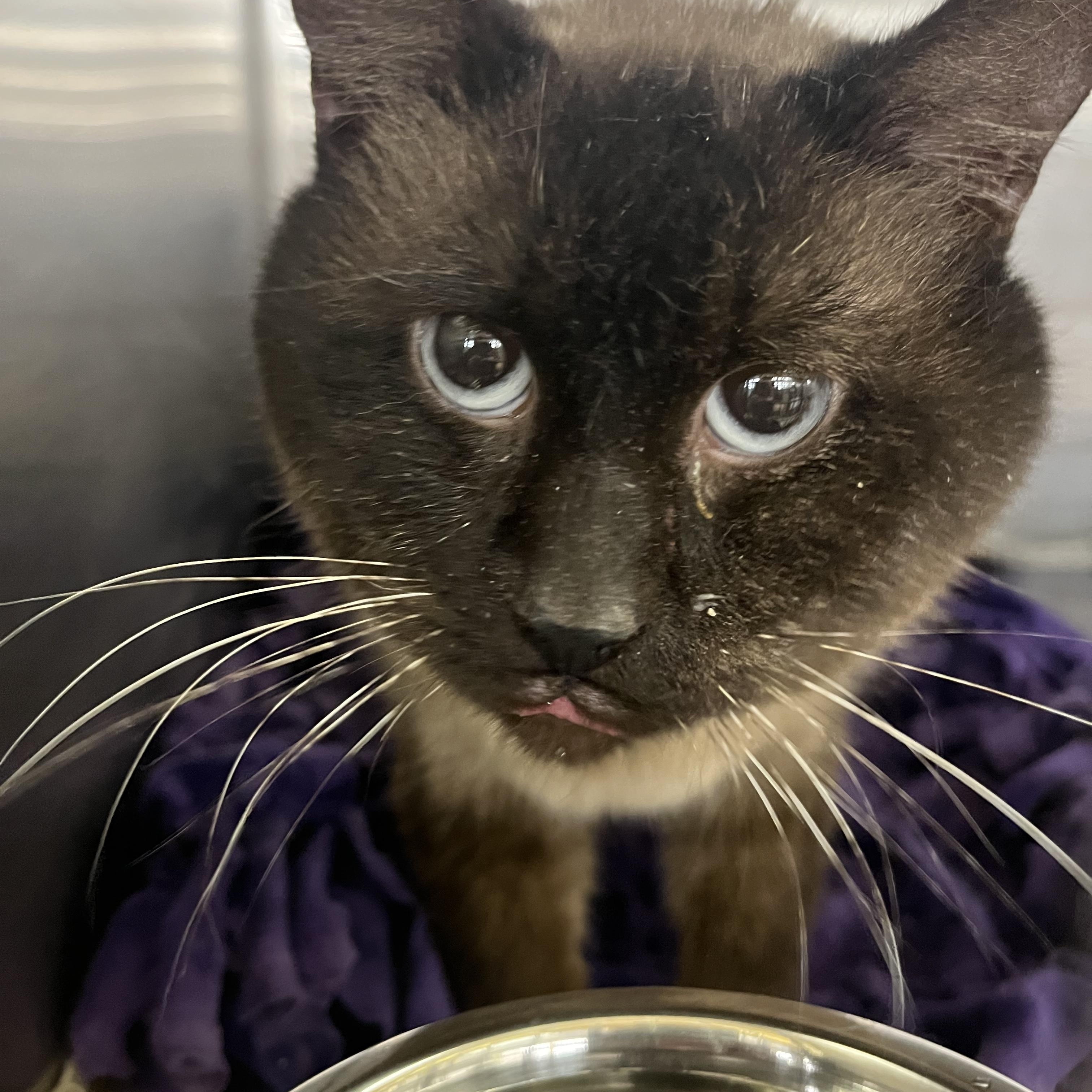 Smaug, adopted, Adult Male Domestic Short Hair.