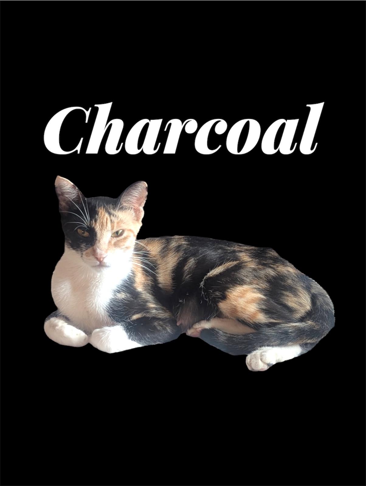 Enlarge Charcoal, a Adoptable Domestic Short Hair in Auburn, CA image 1/1