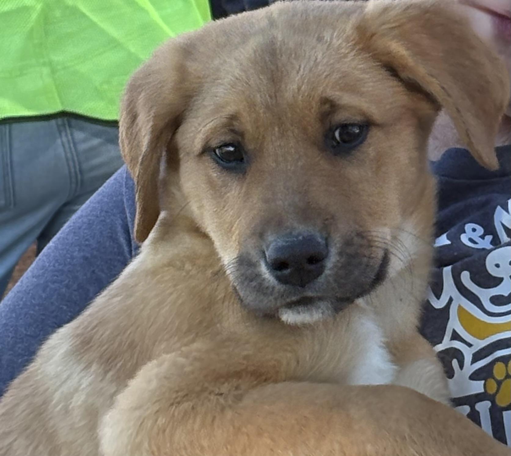 Kirby, Adopted, Puppy Male Labrador Retriever.