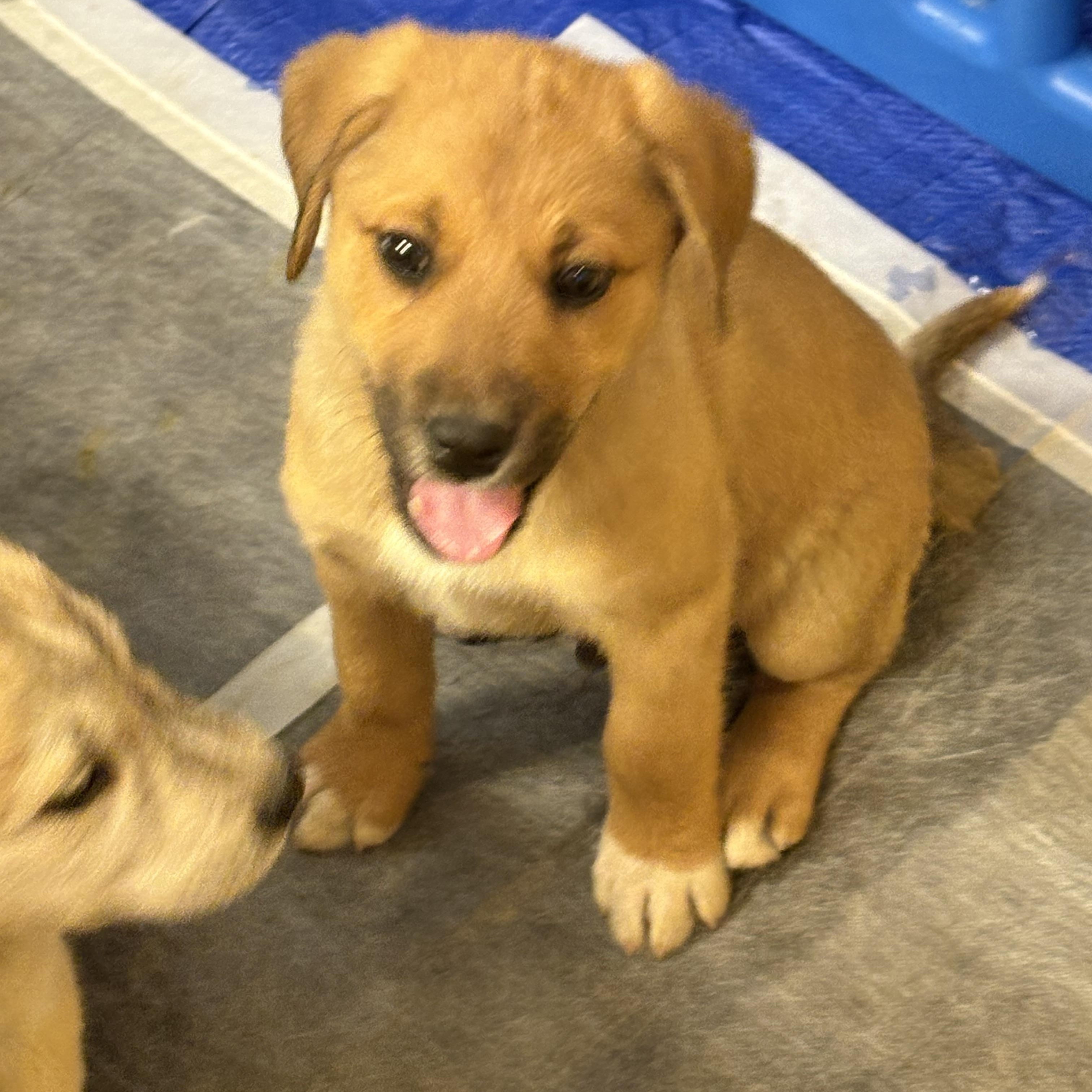 Kirby, a Adopted mixed breed in Cheyenne, WY image 2/2