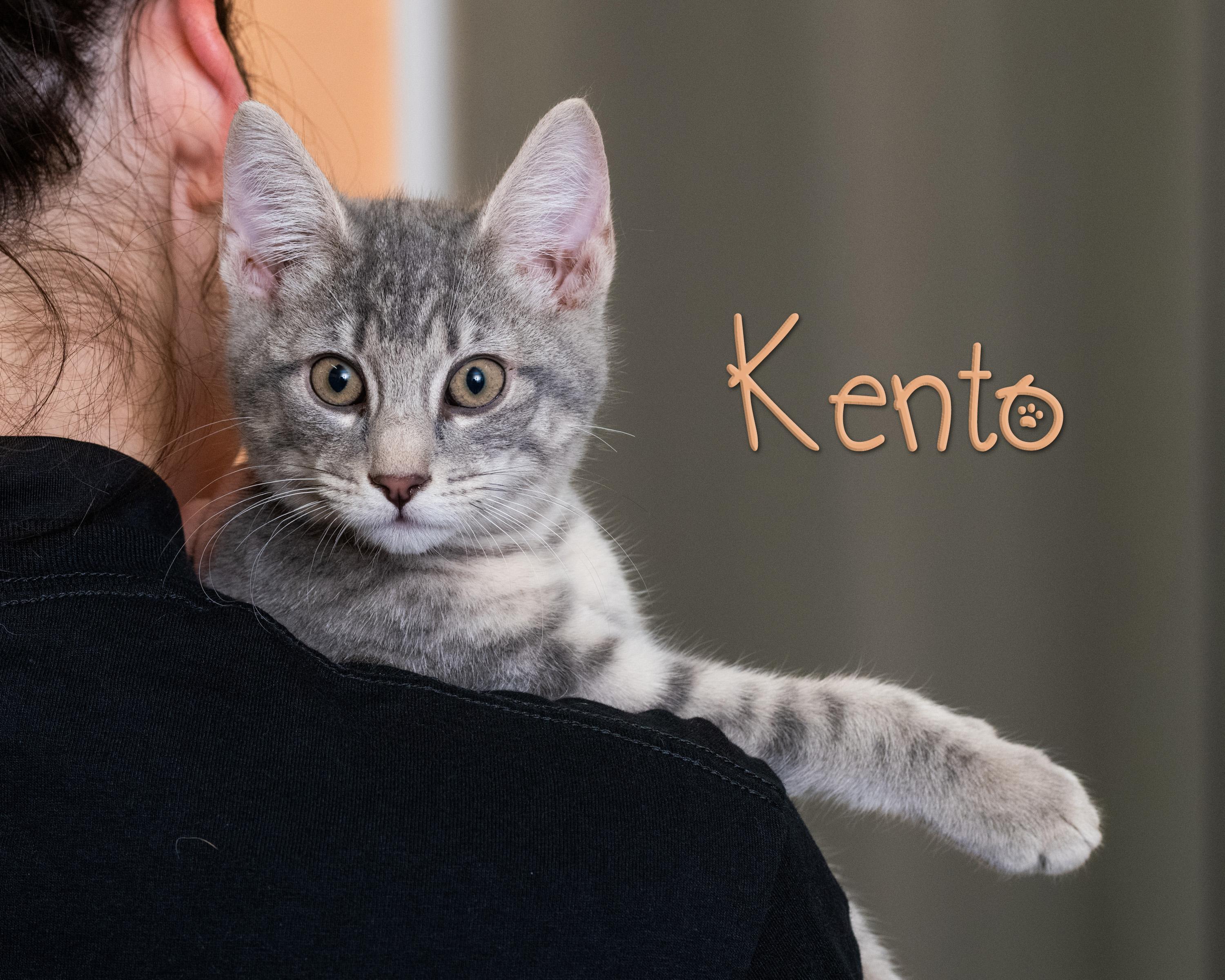 Kento, adopted, Kitten Male Domestic Short Hair.