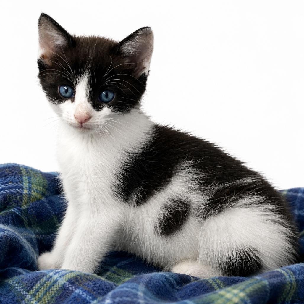 Rocket, Adoptable, Kitten Male Domestic Short Hair.