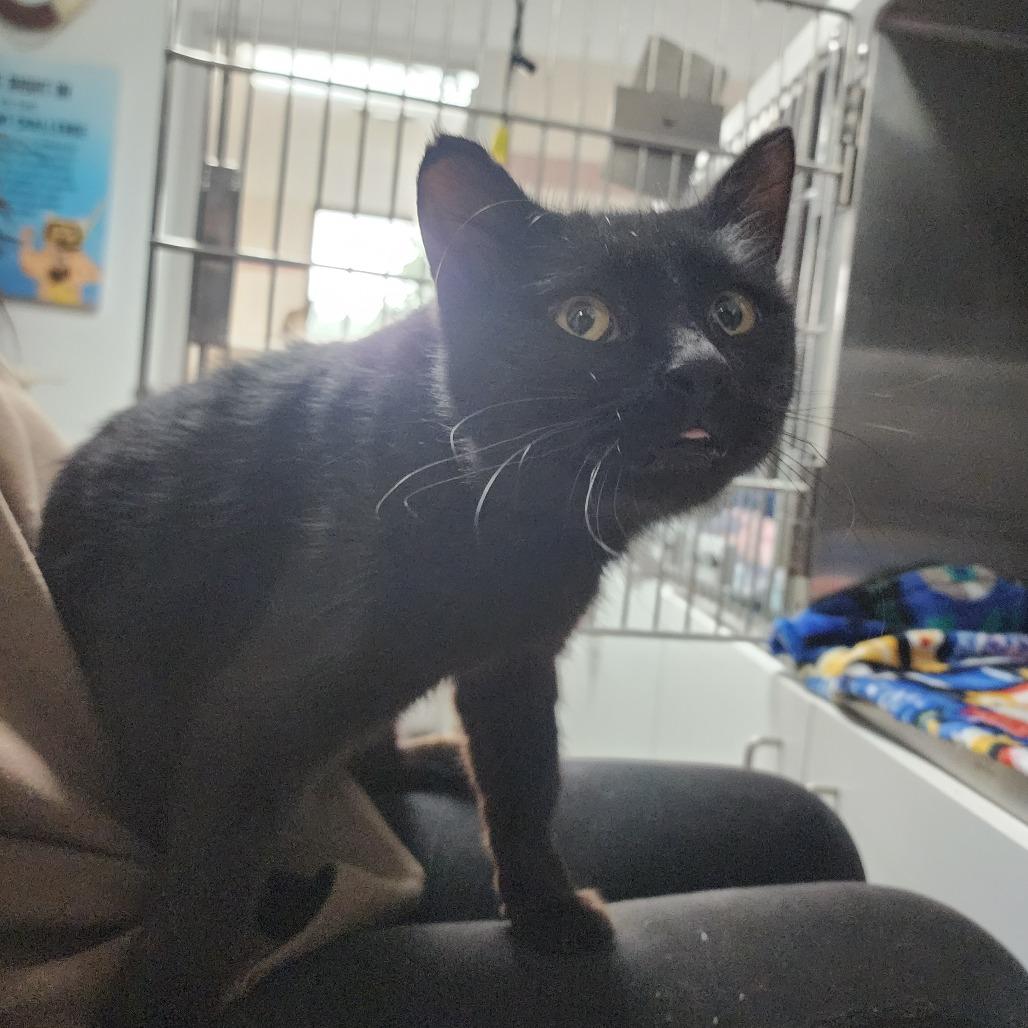 Enlarge Capp, a Adoptable Domestic Short Hair in Dixon, IL image 1/2