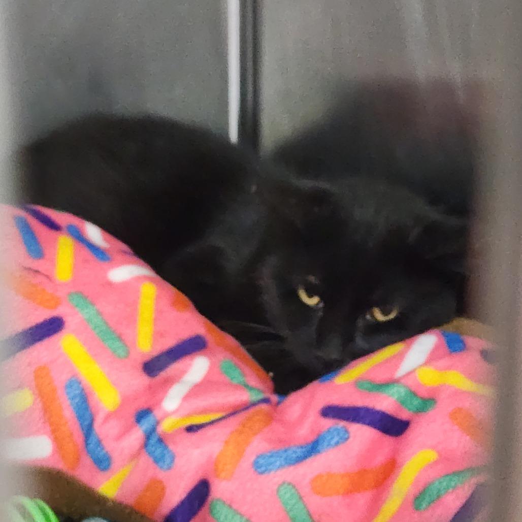 Enlarge Capp, a Adoptable Domestic Short Hair in Dixon, IL image 2/2