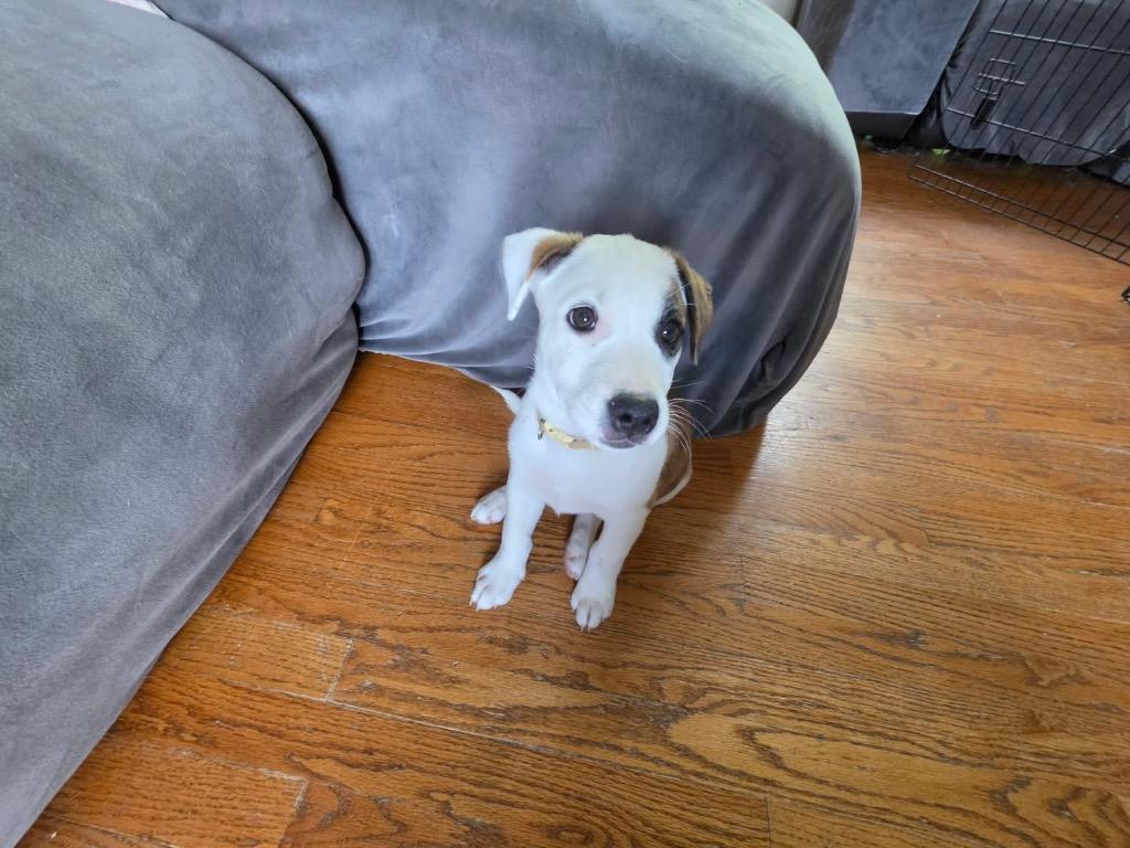 Enlarge Sequoia- Yellow, a Adoptable Catahoula Leopard Dog in Charlotte, MI image 2/3