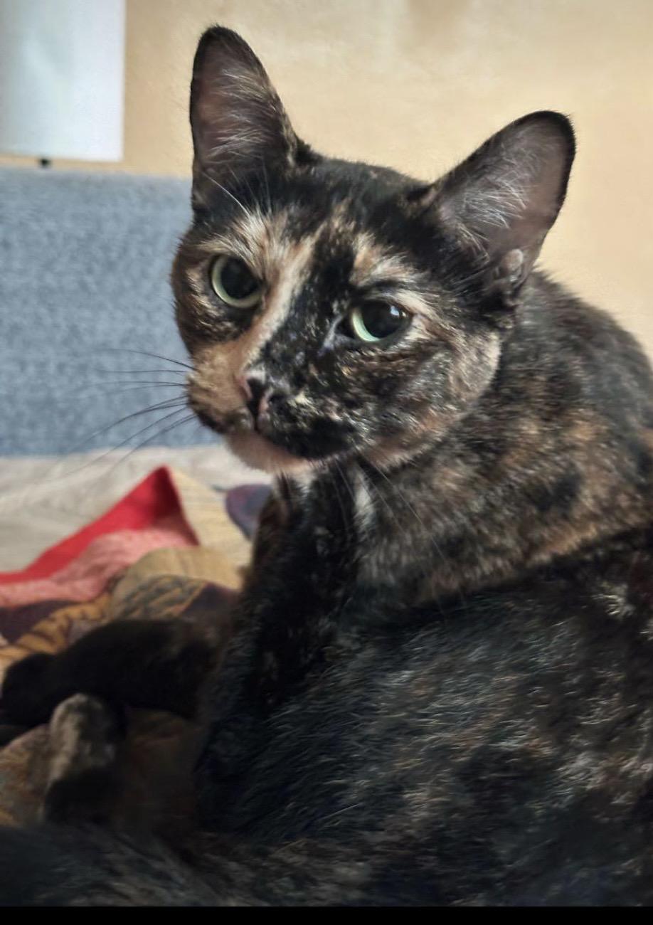 Enlarge Luna, an adopted mixed breed in New Orleans, LA image 1/1