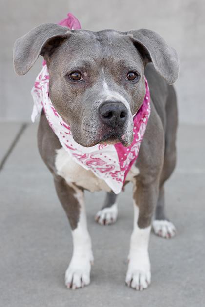 Nina, Adoptable, Senior Female Mixed Breed & Mixed Breed.