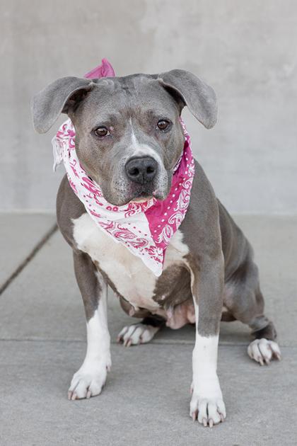 Nina, a Adoptable mixed breed in Longmont, CO image 2/3