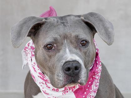 Nina, a Adoptable mixed breed in Longmont, CO image 3/3