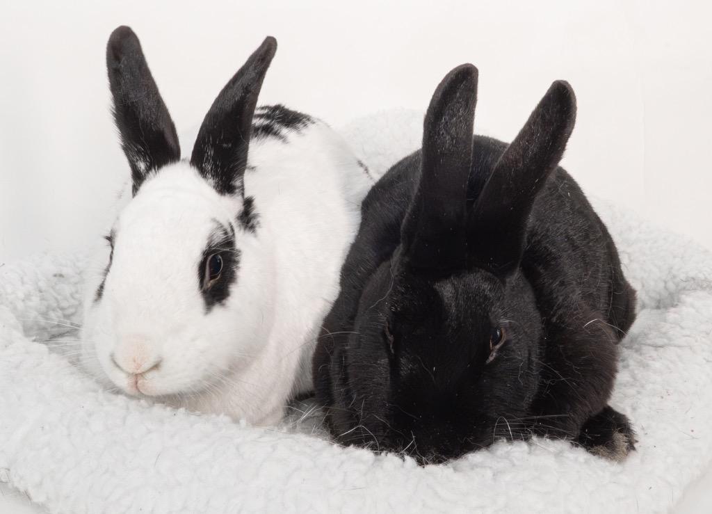Naruto / Nae, a Adoptable English Spot in San Francisco, CA image 1/6