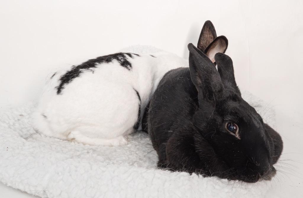 Naruto / Nae, a Adoptable English Spot in San Francisco, CA image 2/6