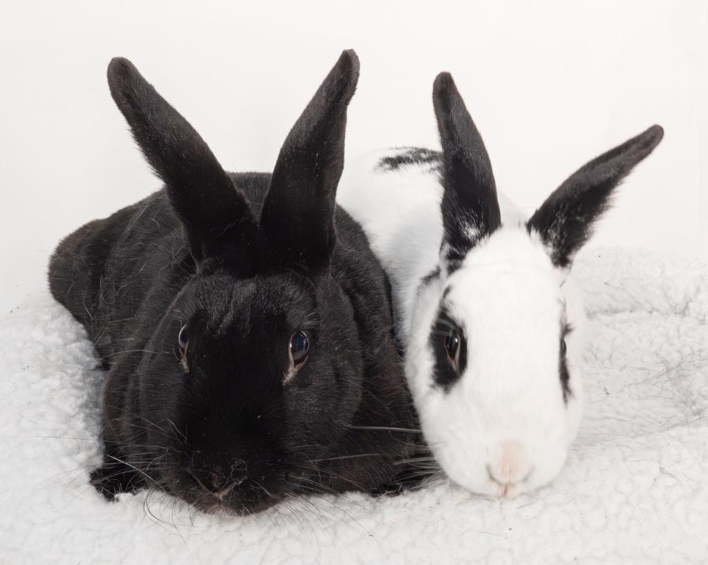 Naruto / Nae, a Adoptable English Spot in San Francisco, CA image 3/6