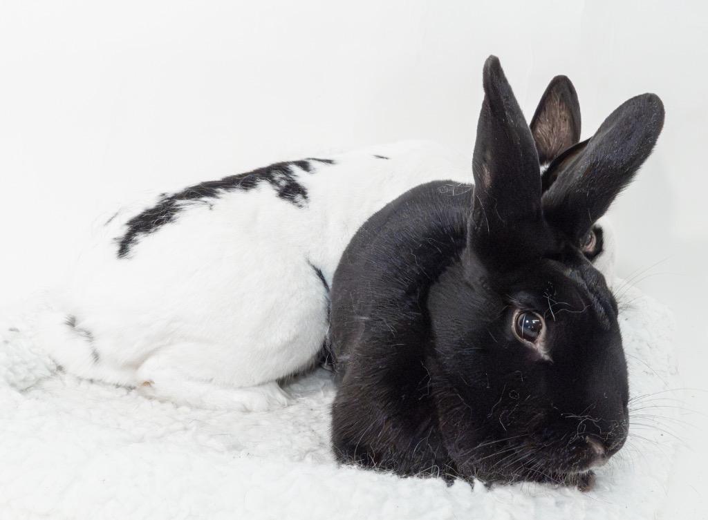 Naruto / Nae, a Adoptable English Spot in San Francisco, CA image 4/6