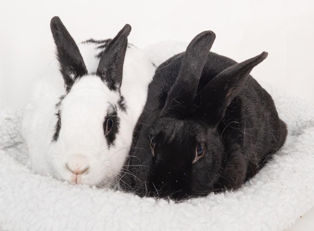 Naruto / Nae, a Adoptable English Spot in San Francisco, CA image 5/6