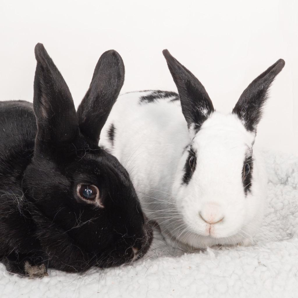 Naruto / Nae, a Adoptable English Spot in San Francisco, CA image 6/6
