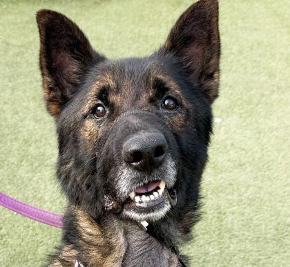 RANGER, adoptable, Adult Male German Shepherd Dog.
