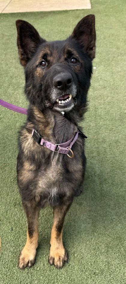 Enlarge RANGER, an adoptable mixed breed in Fernandina Beach, FL image 3/4