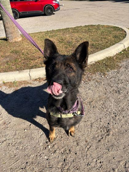 Enlarge RANGER, an adoptable mixed breed in Fernandina Beach, FL image 4/4