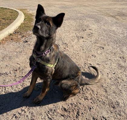 Enlarge RANGER, an adoptable mixed breed in Fernandina Beach, FL image 2/4