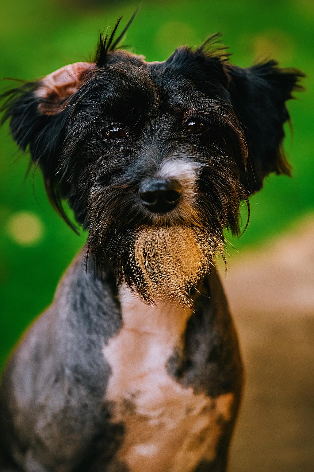 Taffy, an adoptable Aussiedoodle, Schnauzer in Petaluma, CA, 94954 | Photo Image 5