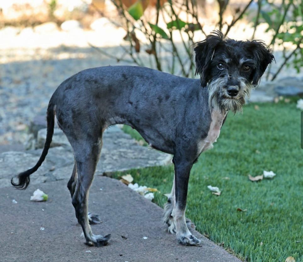 Taffy, an adoptable Aussiedoodle, Schnauzer in Petaluma, CA, 94954 | Photo Image 4