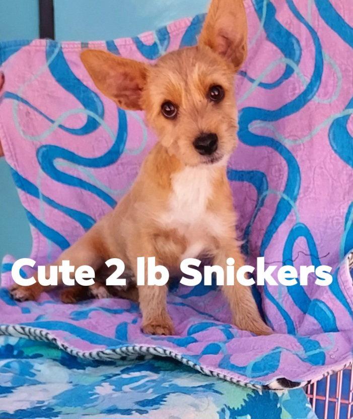 Enlarge Snickers, a Adopted Yorkshire Terrier in Mentone, CA image 1/1