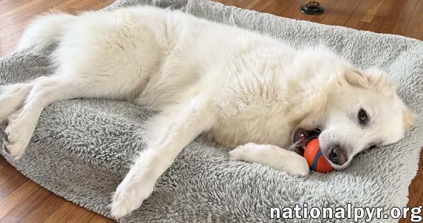 Enlarge Atticus in NY - Gives Nose Bumps for Pets!, a Adoptable Great Pyrenees in Nanuet, NY image 3/4