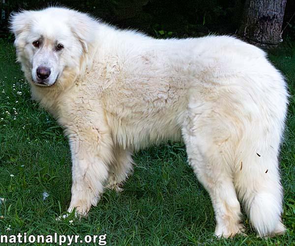 Atticus in NJ - Gives Nose Bumps for Pets!