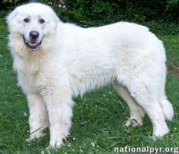 Atticus in NJ - Gives Nose Bumps for Pets!