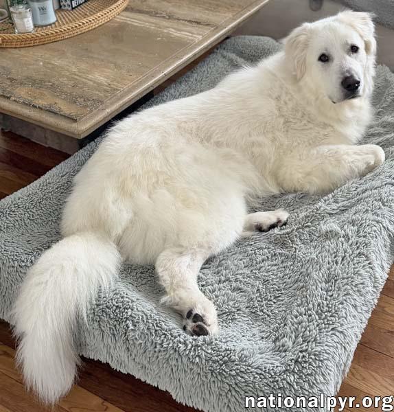 Enlarge Atticus in NY - Gives Nose Bumps for Pets!, a Adoptable Great Pyrenees in Nanuet, NY image 2/4