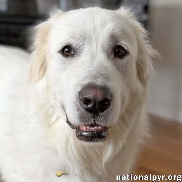 Atticus in NY - Gives Nose Bumps for Pets!, Adoptable, Adult Male Great Pyrenees.