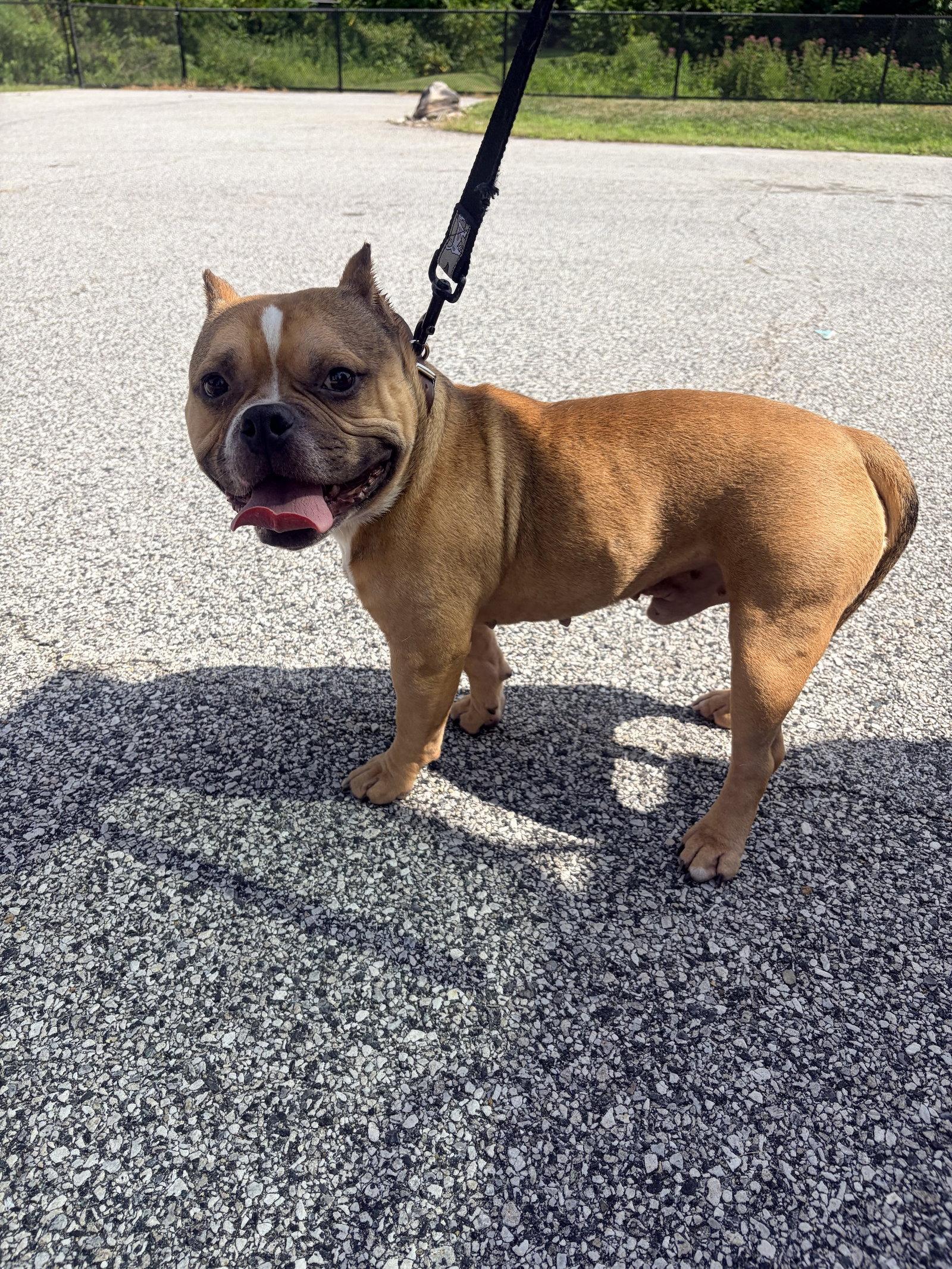 Porkchop, Adopted, Young Male American Bulldog.
